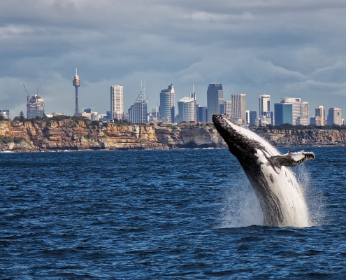 Humpback whale off Sydney skyline Humpback whale off Sydney skyline
