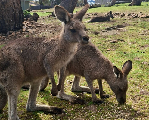 Kangaroos at the zoo Kangaroos at the zoo