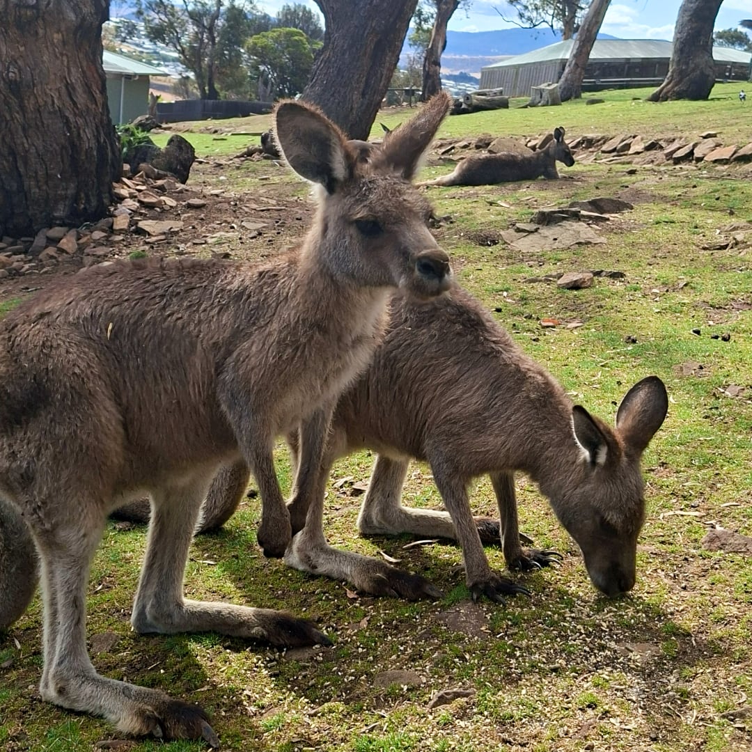 Kangaroos at the zoo
